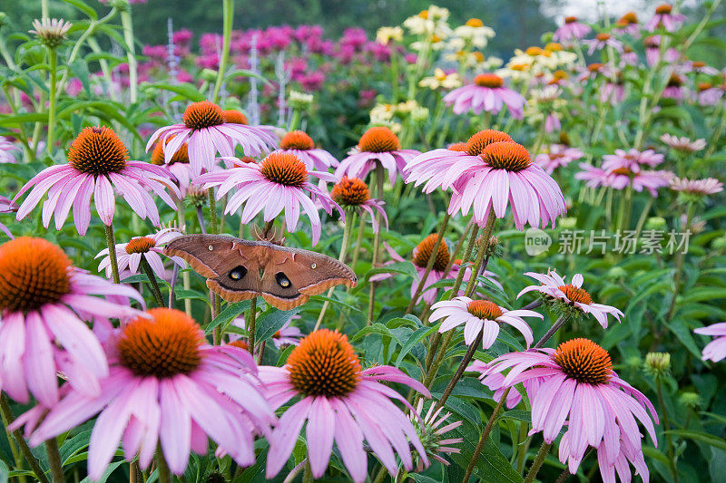 Anthera polyphemus Moth，在夏季花园